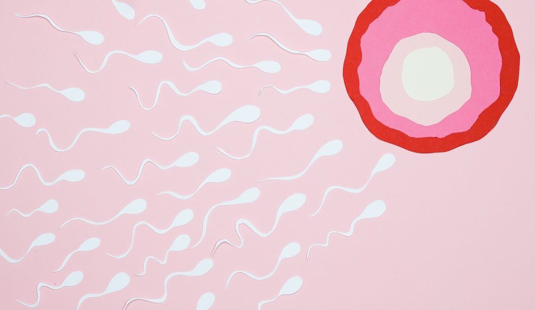 Ovulação Tardia: Causas, Sintomas e Impacto na Fertilidade