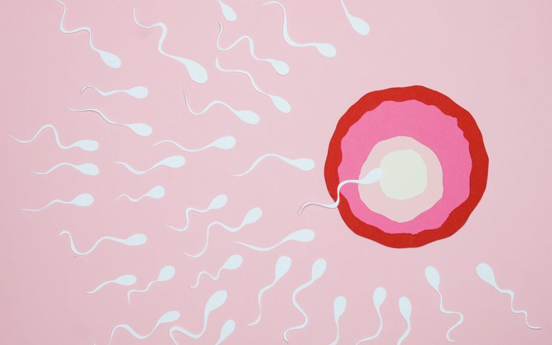 Quanto tempo o espermatozoide vive no corpo da mulher — ilustração de fertilização